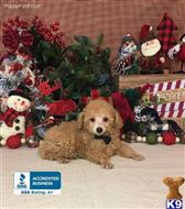 poodle puppy posted by Rhonda Wallace